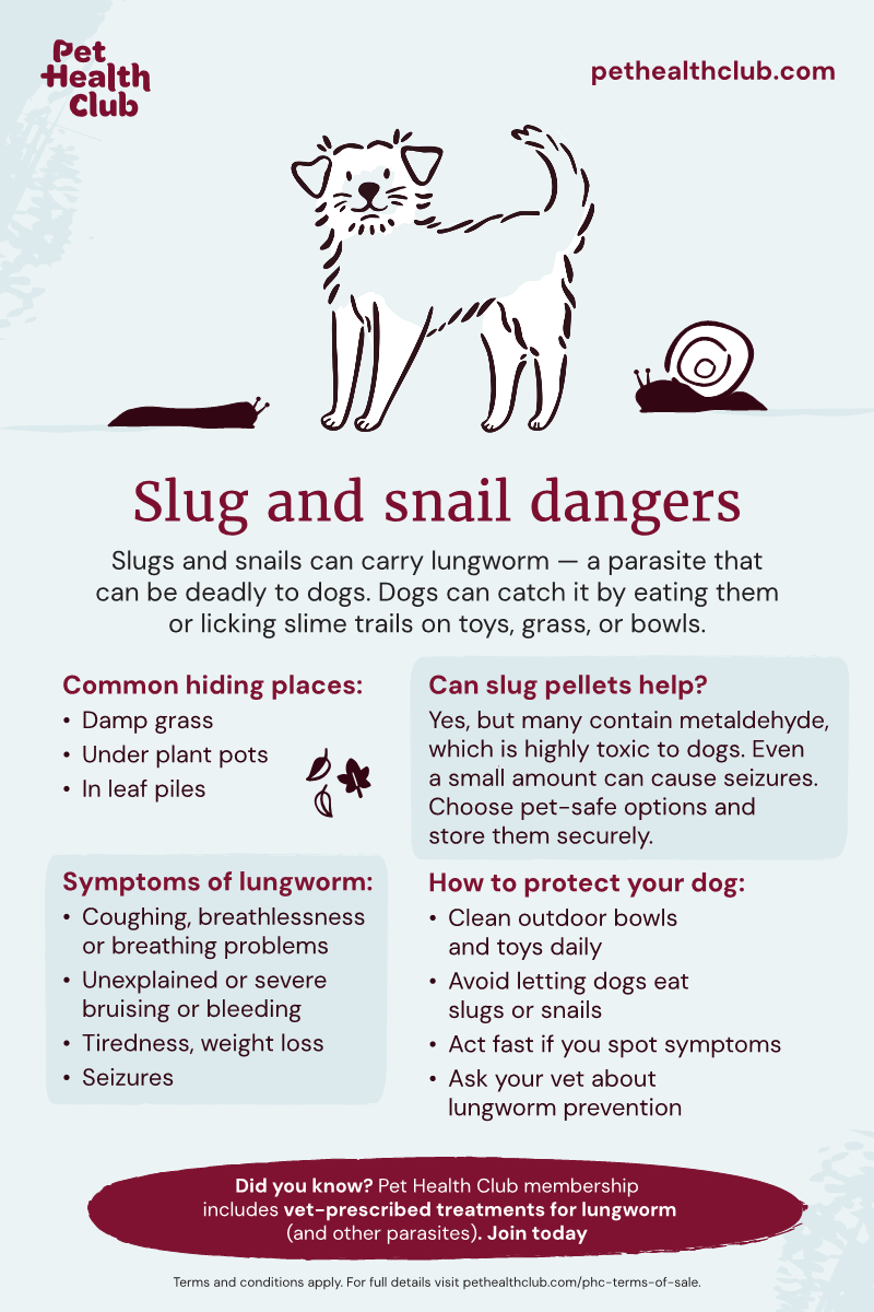 Pet Health Club infographic on the risk of lungworm in dogs from slugs and snails Infographic on the lungworm risk posed to dogs by slugs and snails, covering symptoms, prevention tips, and more.