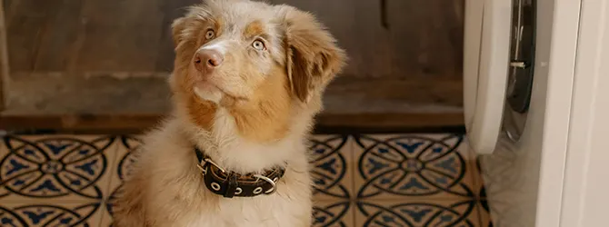A well-behaved puppy looking up A photo of an inquisitive-looking puppy who might have some questions. Maybe you have some puppy questions of your own?