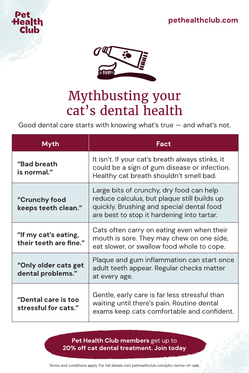 Pet Health Club infographic on common cat dental health myths An infographic going over common cat dental health myths, including that "cat bad breath is normal" — it isn't, and it's often a sign something's wrong.