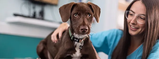 A dog at the vet for a worming treatment A dog at the vet for worming. But how often should you worm a dog? It can vary based on their lifestyle and exposure.