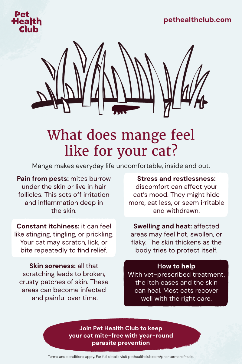 Pet Health Club infographic on what mange in cats feels like An infographic on what mange feels like for your cat. Mange in cats is a nasty condition, with itchiness, pain, stress, and swelling.