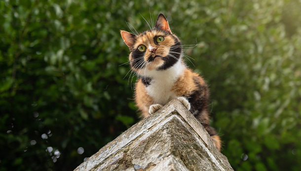 Calico cat on a wall Cats are very adventurous, like this calico cat out exploring. Microchipping your cat means if they get lost they can still be identified as belonging to you, no matter where they are found.