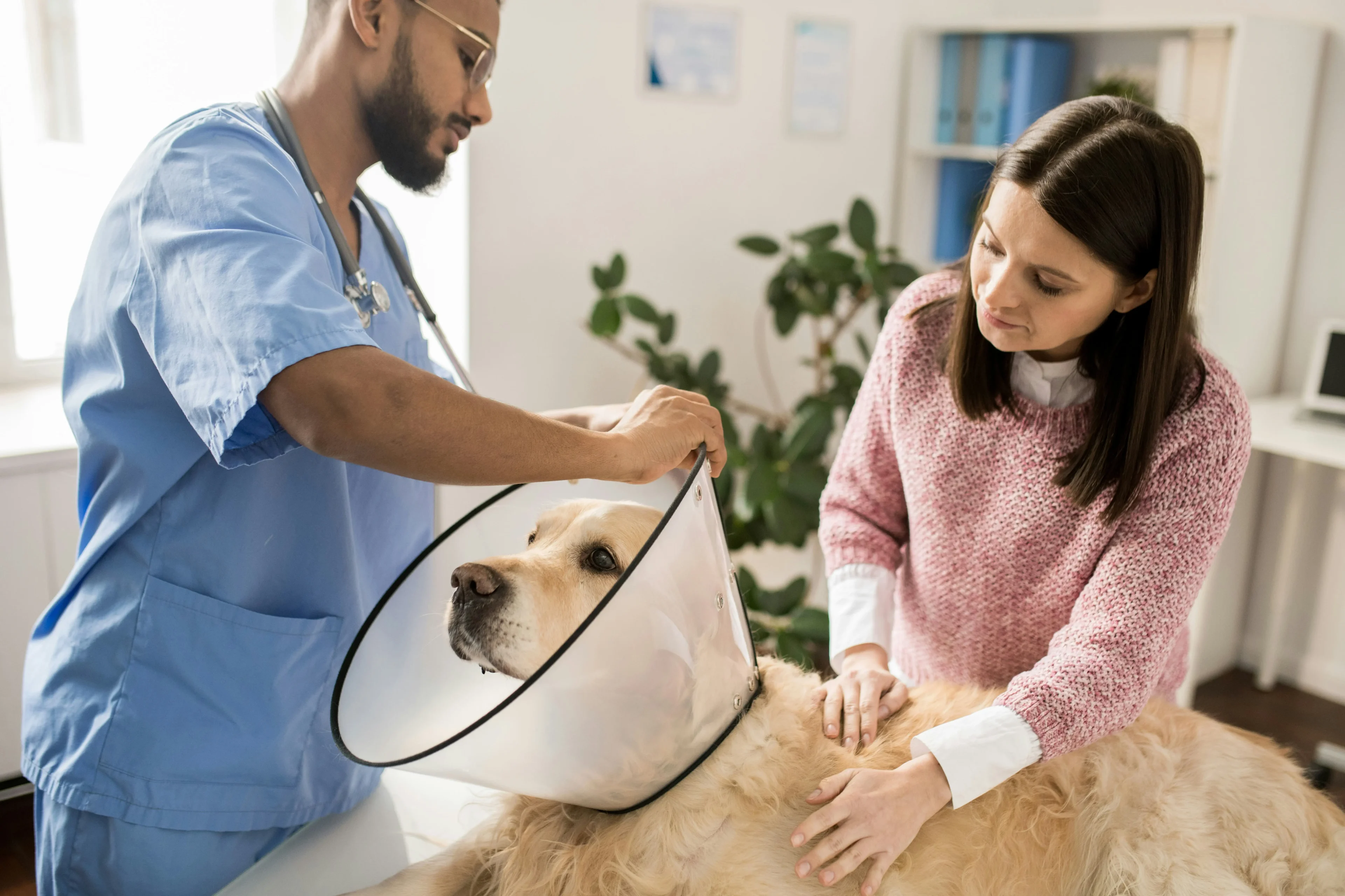 Vet and dog with cone Vet and dog with cone