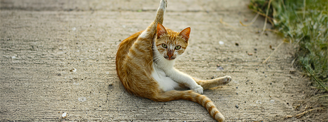 Photo of a cat grooming themselves A photo of a cat grooming themselves. When male cats obsessively lick at their genital area, it may indicate a cat penis issue.