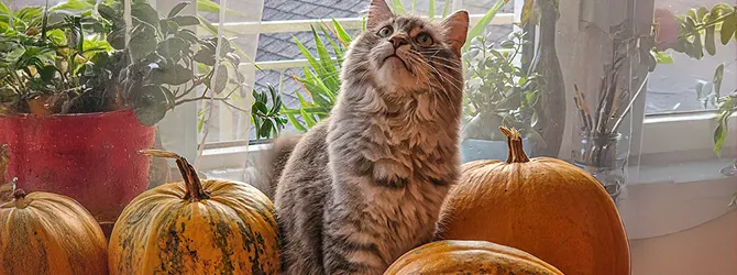 Cat surrounded by pumpkins Photo of a cat surrounded by pumpkins for an article on autumn hazards for cats.
