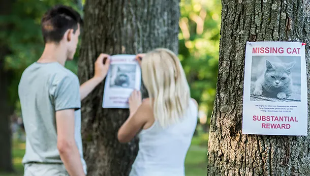 Couple putting up a missing poster for their cat Cat microchipping is all about making sure there are happy endings to situations like this one: a couple is putting up missing posters for their cat.