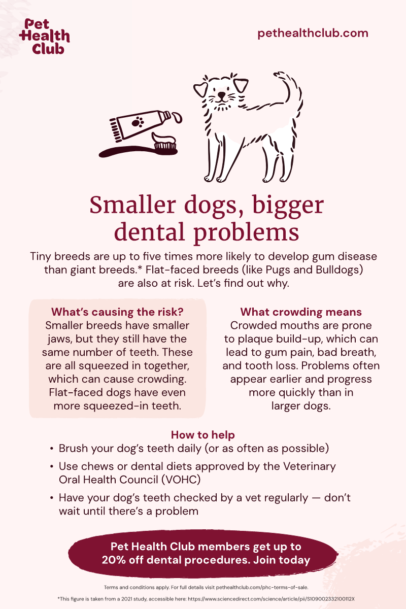 Pet Health Club infographic on why small dogs are more prone to dental issues An infographic answering the question 'Why do smaller dogs get dental problems more often?'. Smaller dogs are more likely to get crowded teeth, which can lead to more serious issues.