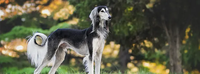 Saluki | Owner's Guide saluki standing in front of trees