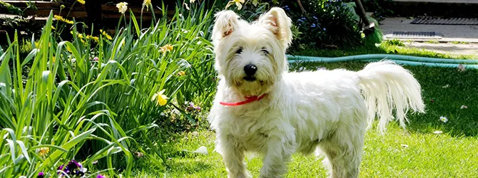 West Highland White Terrier | Owner's Guide westie on grass