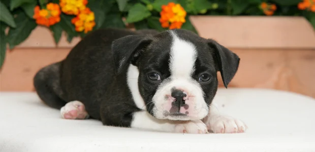 black and whit boston terrier puppy sitting in front of orange flowers black and white Boston Terrier puppy sitting in front of orange flowers