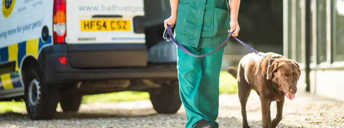 Vet Home Visits: How to Get A Veterinary Care Visit pet receiving home visit form a vet
