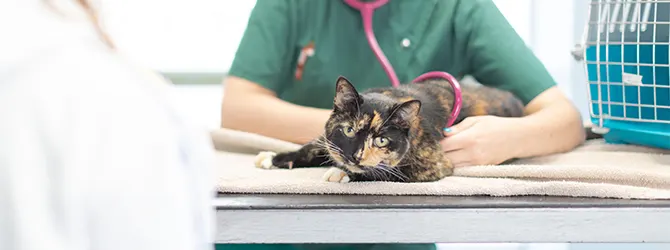 Caring for Elderly Cats - Senior Cat Care cat being examined by vet