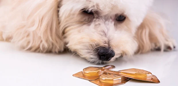 poodle sniffing vial of oil poodle sniffing vial of oil