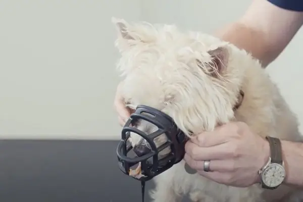 image of a dog being muzzle trained image of a dog being muzzle trained