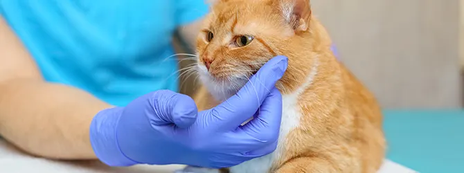 Feline Calicivirus - Symptoms & Treatments Photo of a cat being examined for calicivirus infection at veterinary clinic