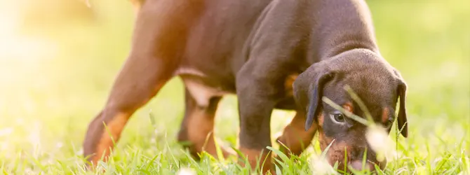 Lungworm in Dogs: Expert Vet Treatment Tips Doberman puppy sniffing grass - lungworm in dogs