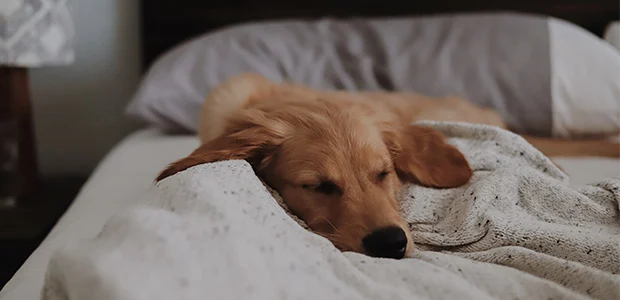sleepig-dog.jpg Labrador dog asleep on a bed