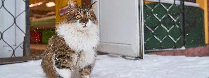 Do cats get cold? What temperature can cats tolerate? Do cats get cold? This image of a fluffy cat in the snow shows might have you asking just that. It accompanies an advice article on keeping cats warm and safe during winter.