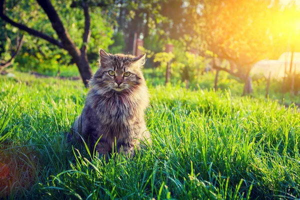 maine coon outdoors maine coon outdoors