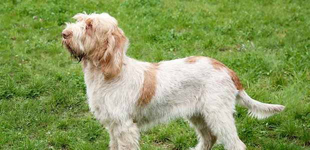spinone italiano on grass spinone italiano on grass