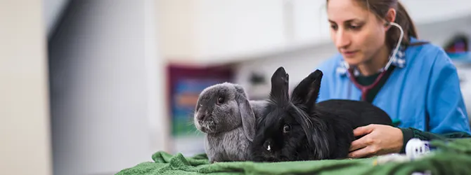 A vet carrying out a check-up on rabbits during their vaccination appointment During rabbit vaccination appointments, vets have a chance to do a quick check-up on their health. That's what is happening in this photo.