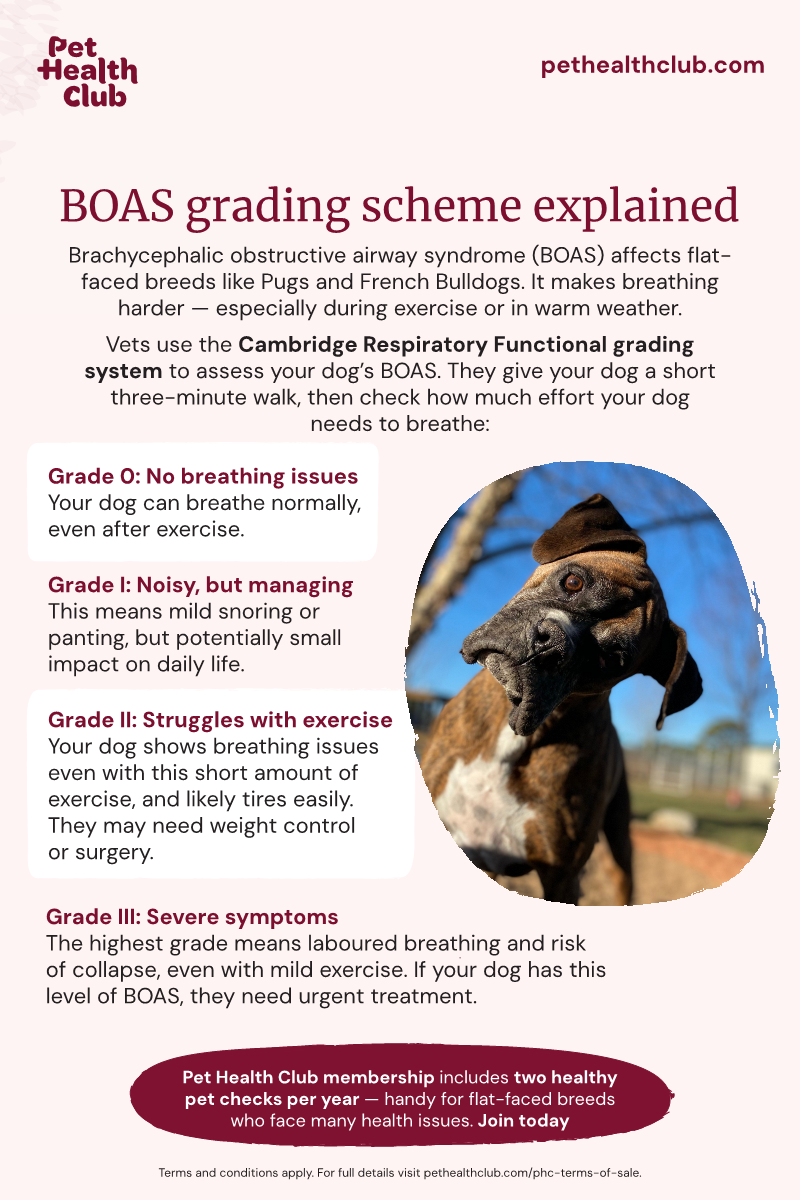 Pet Health Club infographic showing the BOAS grading scheme An infographic on the BOAS grading scheme, which is used to assess how serious a flat-faced dog's breathing issues are