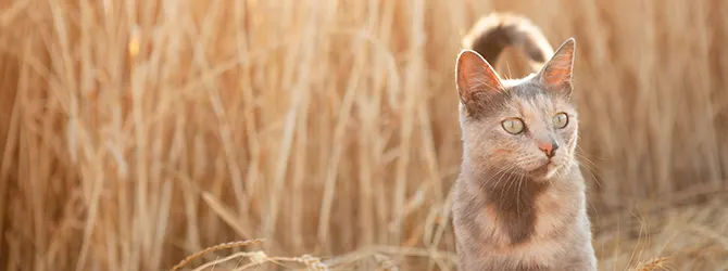 Cat in an autumn field A cat in a field with long grass. Harvest mites on cats will have often jumped onto their host from an environment like this.