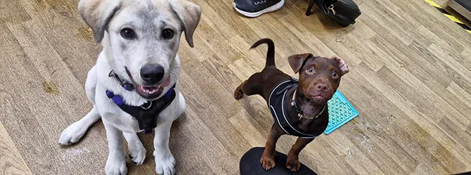 Well-behaved puppies during a puppy socialisation class A photo taken during a puppy socialisation class at a veterinary practice, depicting two calm and well-behaved puppies.