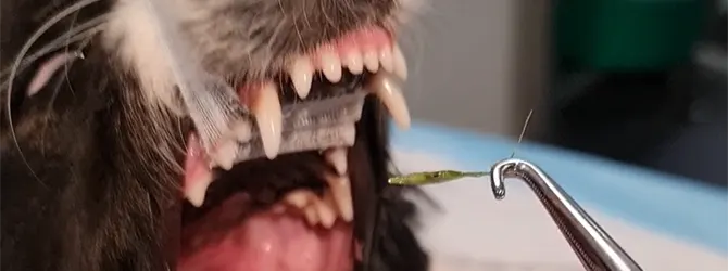 Grass seed being removed from dog's tonsils A photo of a grass seed, just removed from a dog's tonsils. Grass seeds in dogs are a more serious danger than is commonly known.