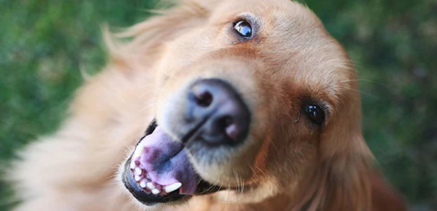 golden retriever smiling golden retriever smiling