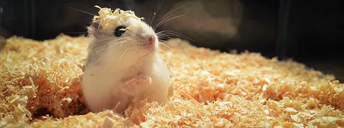 Hamster Diet Guide - What Can Hamsters Eat white hamster eating food out of bowl