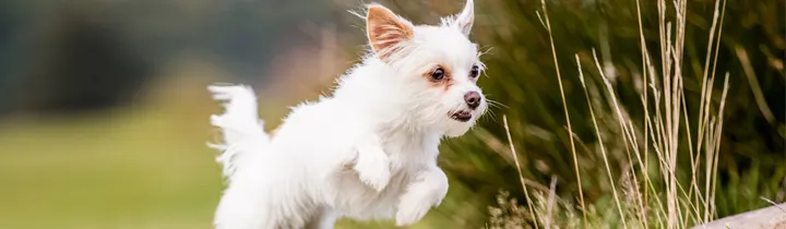 Chorkie Guide - Complete Breed Care Guide White chorkie jumping over a log