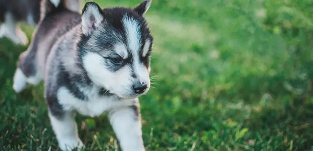 siberian husky puppy siberian husky puppy