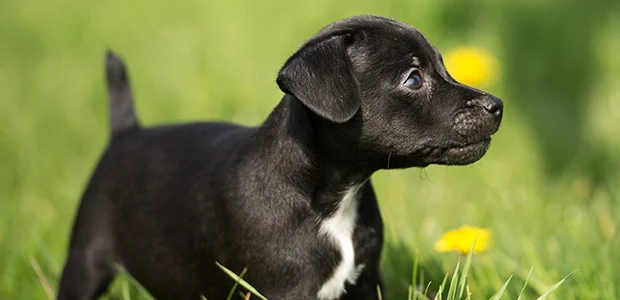 Patterdale terrier puppy in spring grass Patterdale terrier puppy in spring grass
