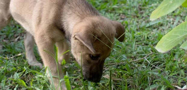 brown puppy sniffing grass brown puppy sniffing grass