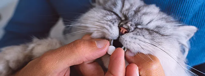 FIP in Cats: Feline Infectious Peritonitis Photo of a cat being given medication for FIP virus