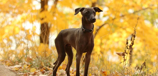 black italian greyhound black italian greyhound