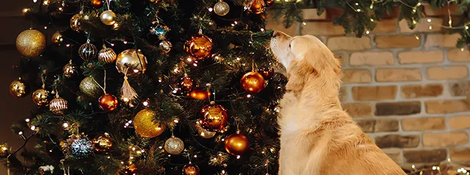 Are Christmas Trees Poisonous For Dogs brown and white terrier sniffing christmas tree