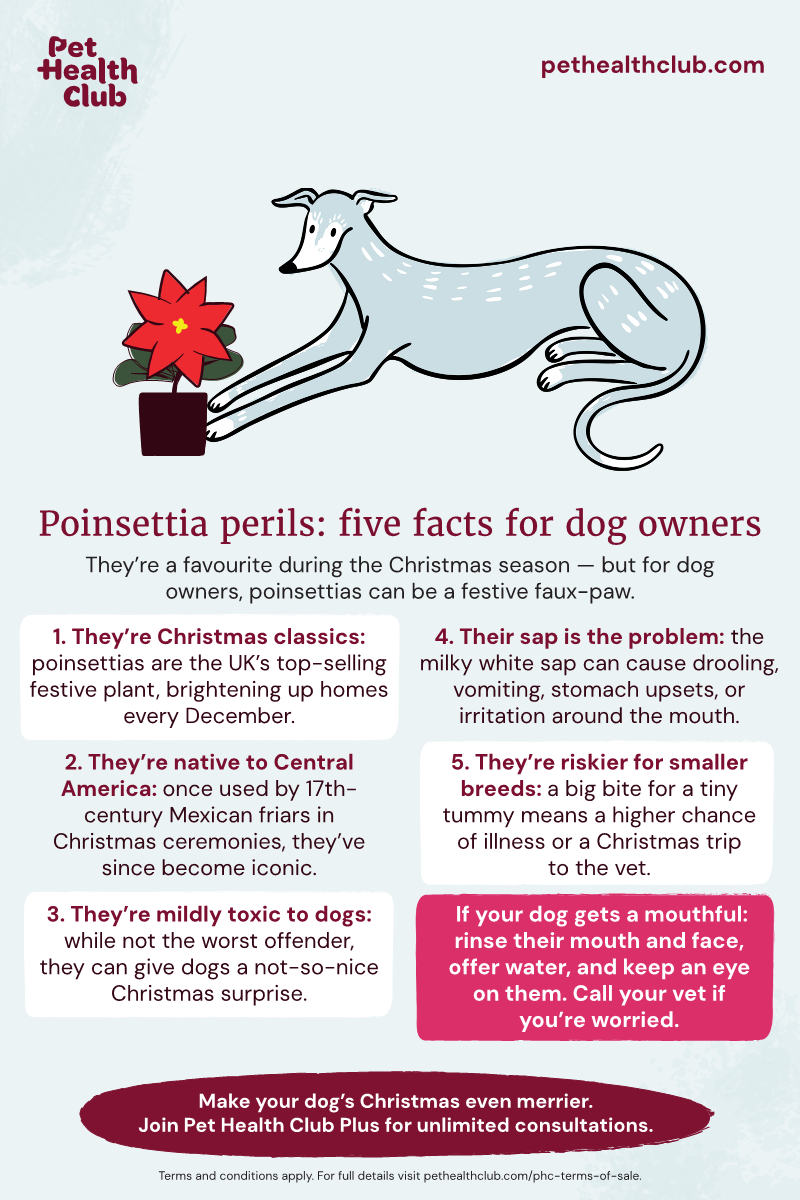 Pet Health Club infographic on poinsettia toxicity to dogs Pet Health Club infographic with five facts about poinsettia, from how it became associated with Christmas, to why dog owners are best being wary of it