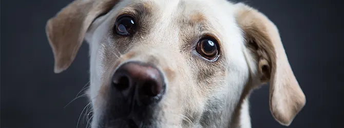 Dog Eye Cleaning Tips from Vets and Video dog with lovely glossy eyes