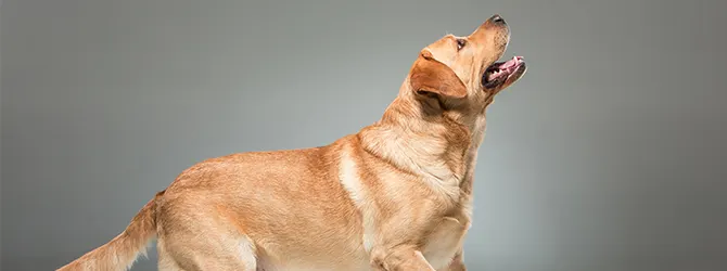 How to Clicker Train a Dog dog jumping up at clicker