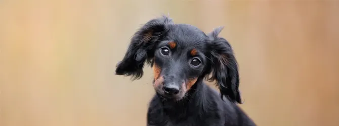 Miniature Dachshund - Is It the Right Breed for You? black and tan miniature dachshund puppy