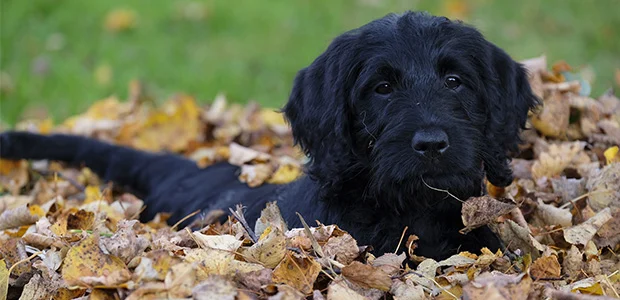 labradoodle in autumn leaves labradoodle in autumn leaves