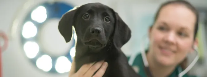 Dog Flea Treatment: Easy Application Guide a dog visiting vet for flea treatment