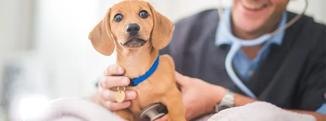 Understanding Dog Hypothyroidism: Guide Dog consultation for hypothyroidism