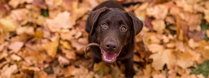 Autumn alert: vet's 10 tips to keep your dog safe Labrador puppy on autumn leaves for article on autumn dangers for dogs