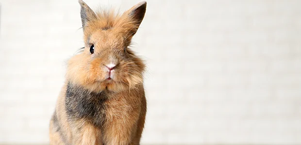 rvhd-in-rabbit-middle.jpg Furry ginger and brown bunny