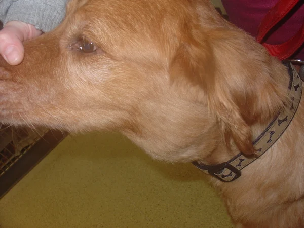 Image of swollen lymph nodes for article on lymphoma in dogs symptoms Image of swollen lymph nodes for article on lymphoma in dogs symptoms
