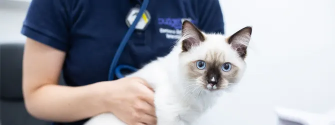 A kitten at the vet for a vaccination appointment A kitten at the vet for their vaccine. A normal kitten vaccination schedule involves at least a couple of trips to the vet while your kitten is still young.