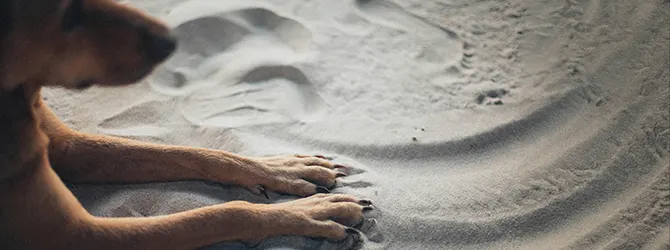 A dog with paws outstretched, with nails clearly visible Photo of a dog with paws outstretched, clearly showing how she doesn't have unhealthy dog nails